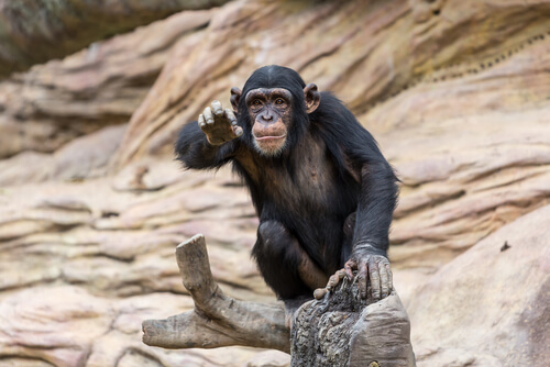 Chimpancés en Triángulo Goualougo