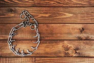 Collares para perros prohibidos por ley
