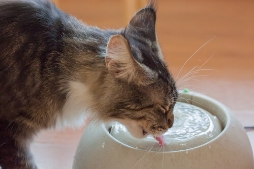 Cómo beben agua los gatos