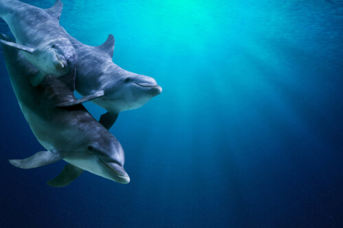 ¿Cómo bucean los delfines?