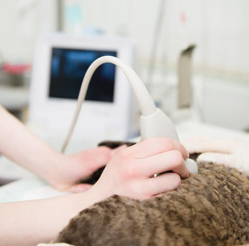 Cómo detectar si tu gata está embarazada