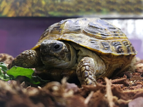 Fabrica un terrario para tu tortuga
