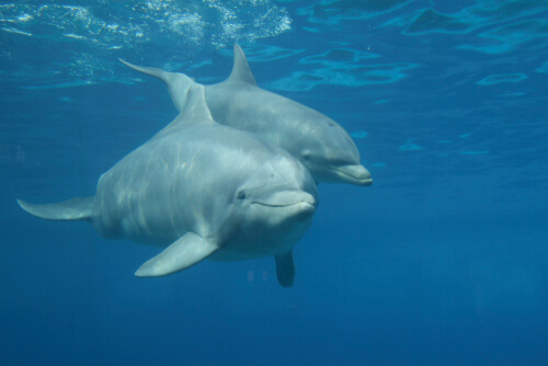 Comportamiento sexual de los delfines