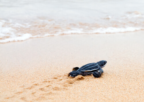 Conservación de la tortuga laúd