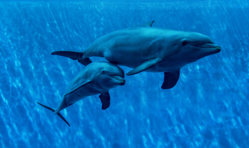 Crianza de los delfines