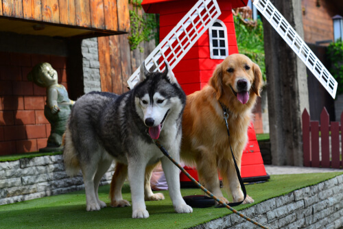 Cruza de husky y golden retriever