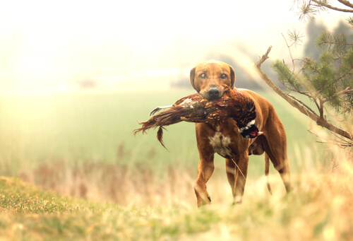 Perro cazando un ave