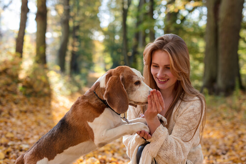 Cuánto tiempo puede recordar un perro a una persona