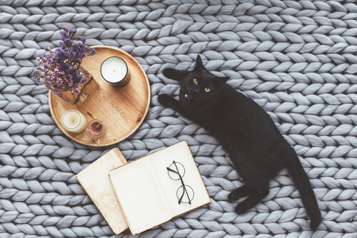 Cuentos sobre gatos