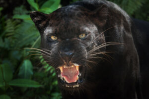 14 curiosidades sobre la pantera negra