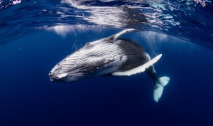 Curiosidades de las ballenas