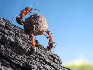 Curiosidades de las hormigas