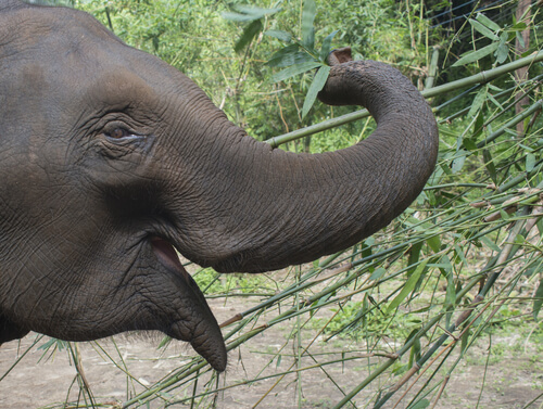 Curiosidades del elefante