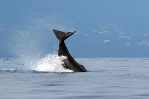 El depredador más grande del mundo