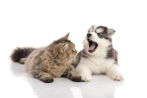 La caída de los dientes en gatos y perros