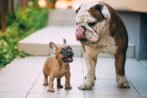 Diferencias entre bulldog francés y bulldog inglés