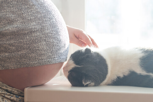 Mitos sobre el embarazo y los gatos