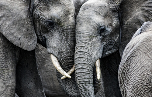 los elefantes son animales sociales
