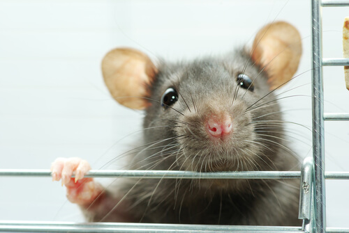 Enriquecimiento ambiental para ratas