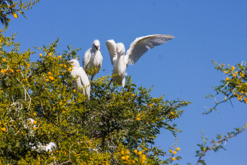 Garcilla bueyera o Bubulcus ibis