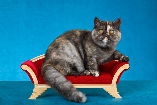 ¿Conoces al gato exótico? - Mis Animales