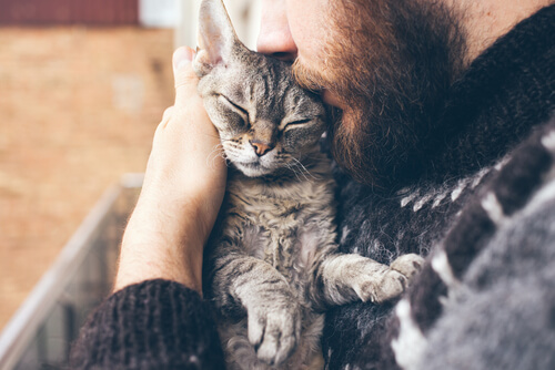 Cómo hacer que tu gato sea cariñoso? - Mis Animales