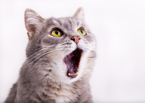 ¿Los gatos pueden perder la voz?