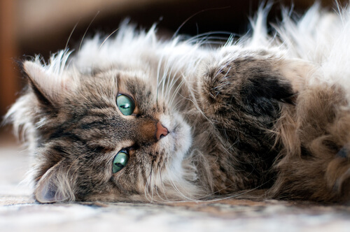Gatos que no causan alergias: gato siberiano