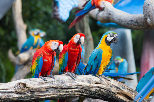 Guacamayos rojos y azules posados en una rama de árbol.