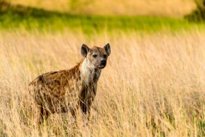 ¿Por qué no hay hienas en Europa?