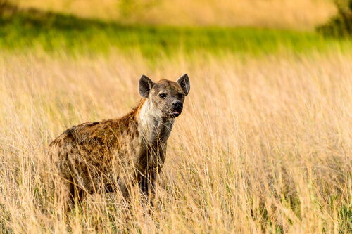 ¿Por qué no hay hienas en Europa?