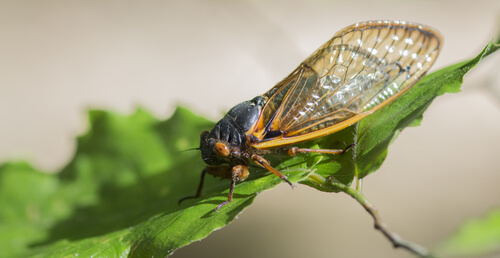 ¿Cuál es el insecto más ruidoso?