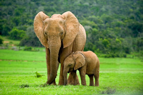 Instinto maternal animal: elefantes