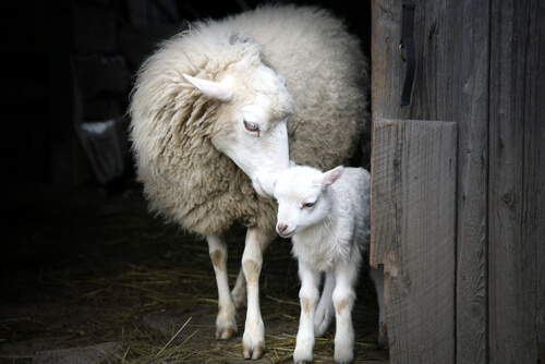 Instinto maternal animal: ovejas