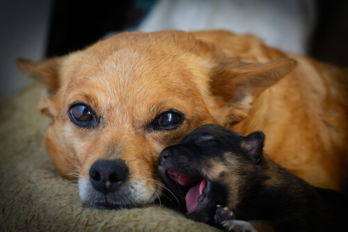 Instinto maternal animal: perros