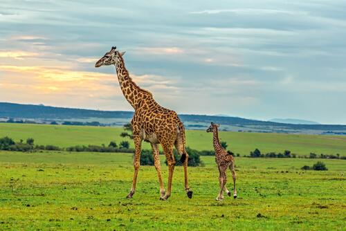 Jirafas en la sabana africana.