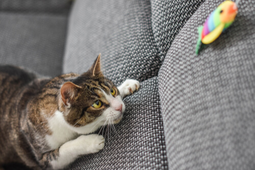 Juegos con tu gato