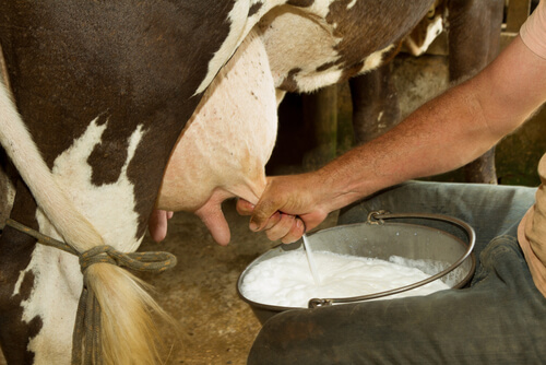 Si la leche cruda es peligrosa, ¿por qué se quiere vender?