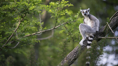 ¿Por qué hay lémures en Madagascar?