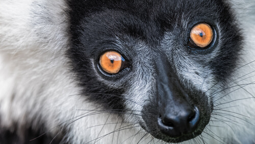 Los lémures gigantes de Madagascar