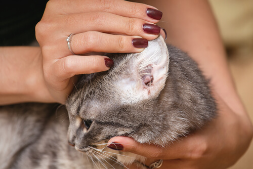 Limpiar orejas gatos
