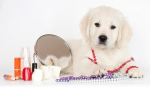 ¿Puedes maquillar a tu mascota?