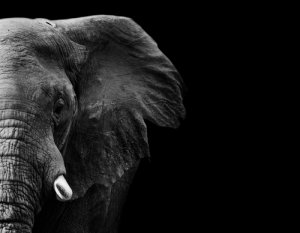 ¿Hasta dónde llega la memoria del elefante?
