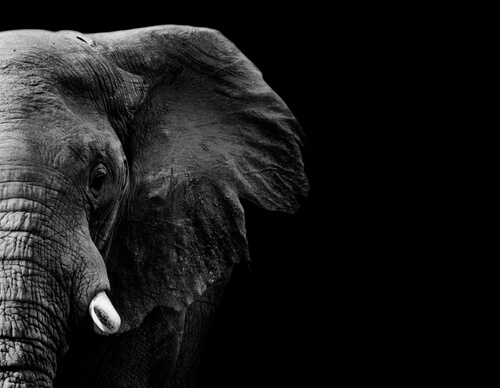 ¿Hasta dónde llega la memoria del elefante?