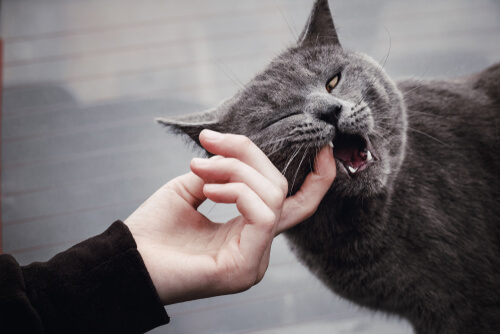 ¿Qué hacer cuando un gato ataca con frecuencia?