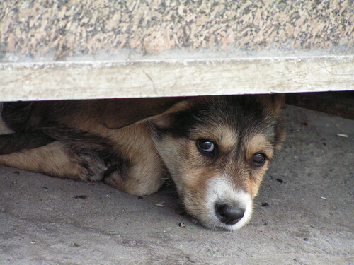 Miedo a las tormentas en perros
