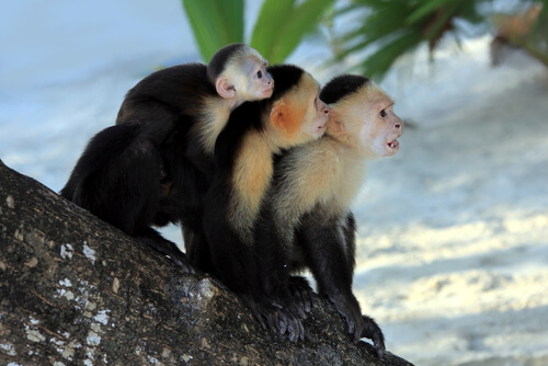 Monos capuchinos cariblancos