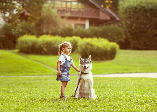 El sentido de la orientación en los perros