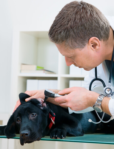 Otitis en perros