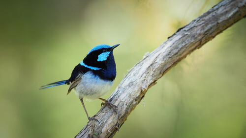 Un pájaro entiende a otras aves de distintas especies